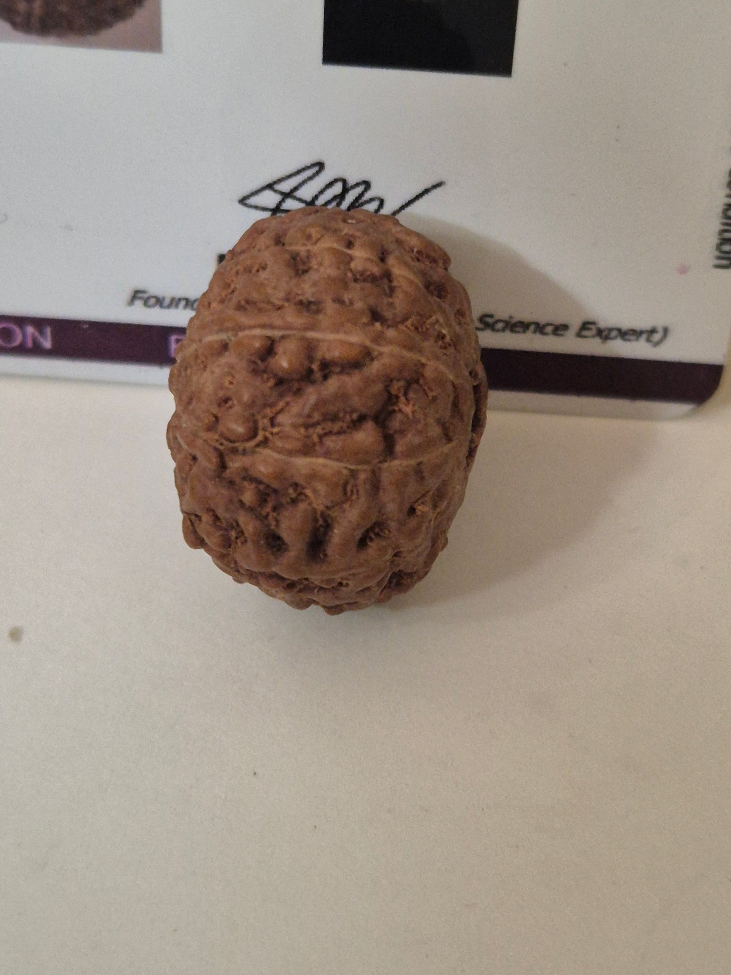 Rudravishnu 10 Mukhi Indonesian Rudraksha – Natural Dashmukhi | X-Ray Certified | Protection & Peace