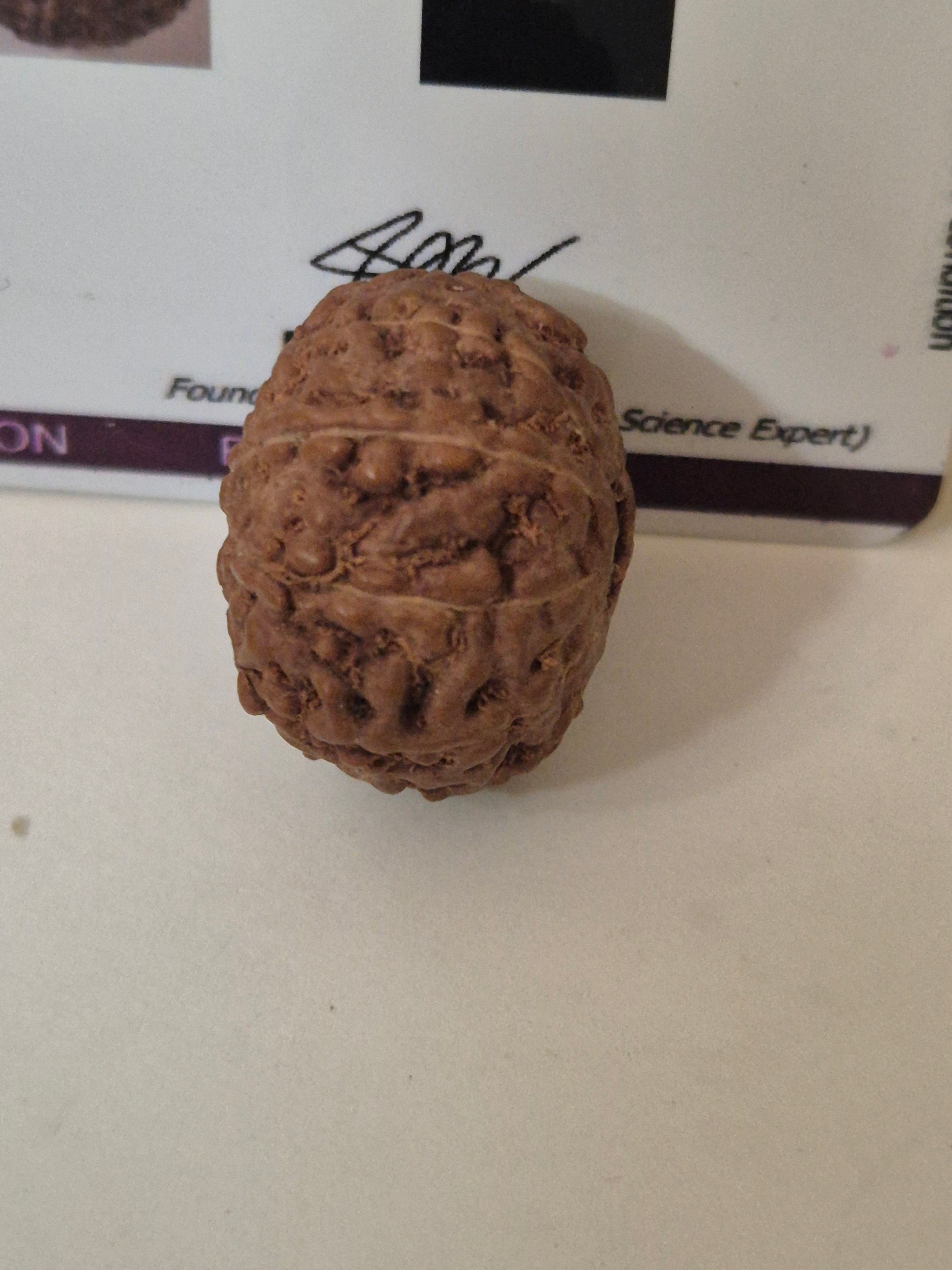 Rudravishnu 10 Mukhi Indonesian Rudraksha – Natural Dashmukhi | X-Ray Certified | Protection & Peace